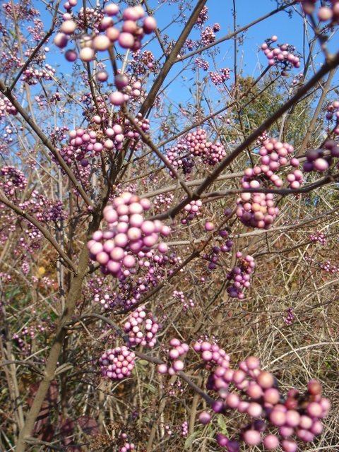 Callicarpa longifolia P1B